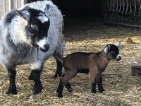 Baby Animals Mean Spring has Sprung! Baby Animals Mean Spring has Sprung!