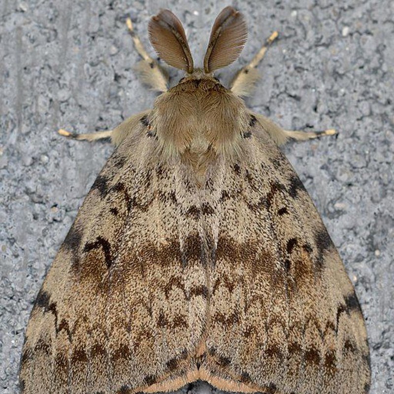 Gypsy Moth in Your Neighborhood