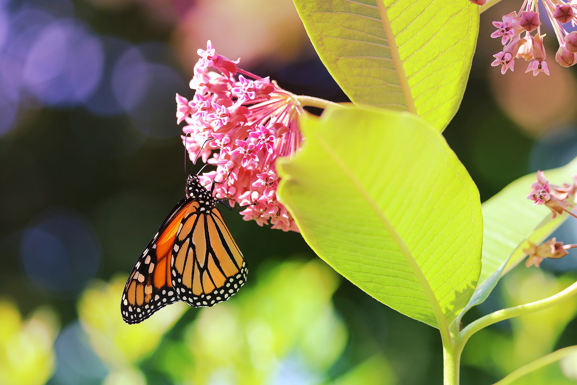 a-monarch-butterfly-4419810_1920.jpg