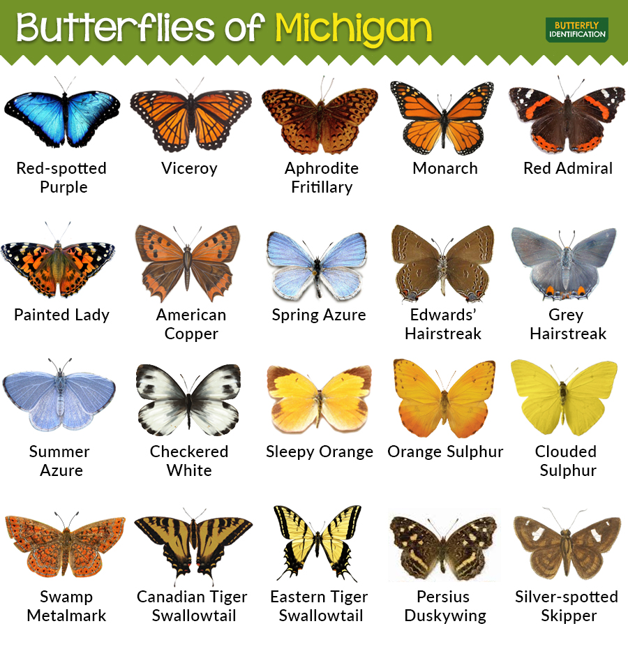 Butterflies-in-Michigan-MI.jpg