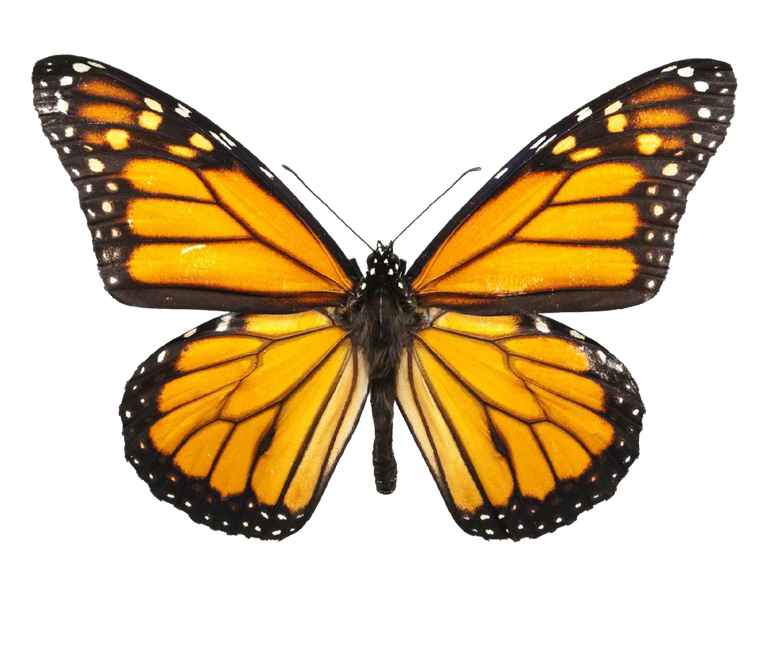 BUTTERFLY IMAGE (1).png