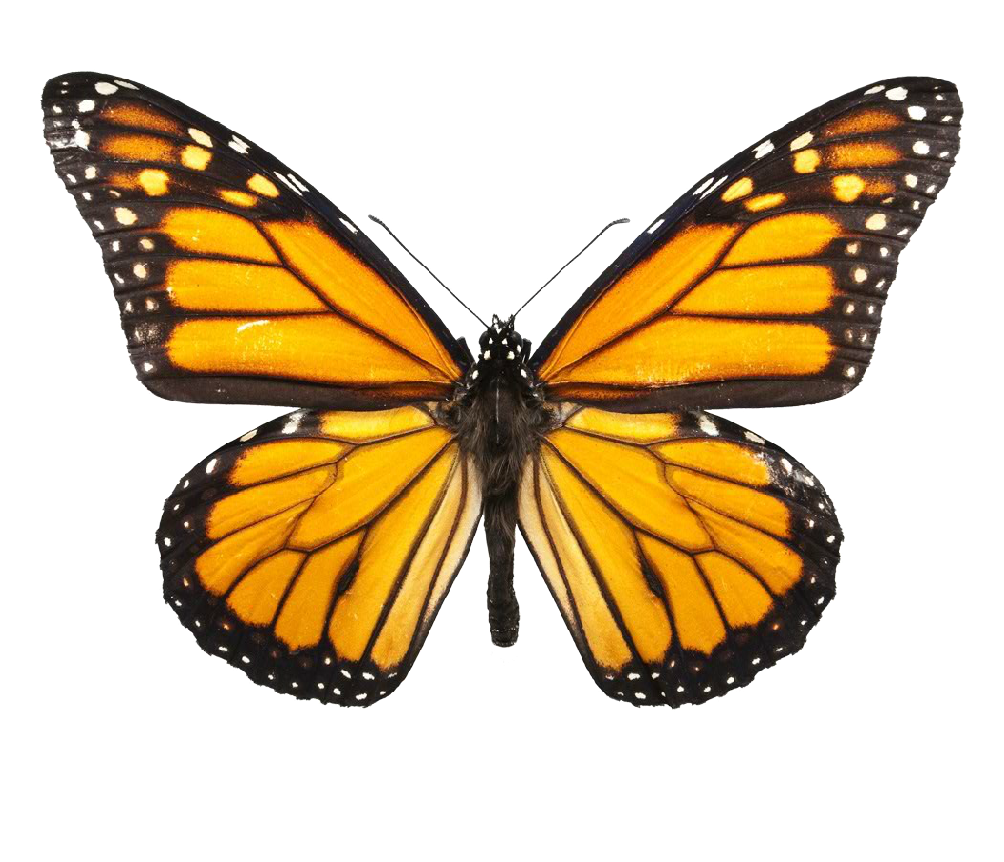 BUTTERFLY IMAGE (1).png