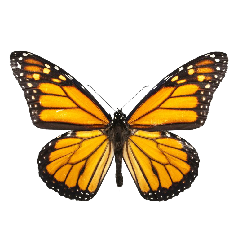 BUTTERFLY IMAGE.png