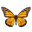 BUTTERFLY IMAGE.png