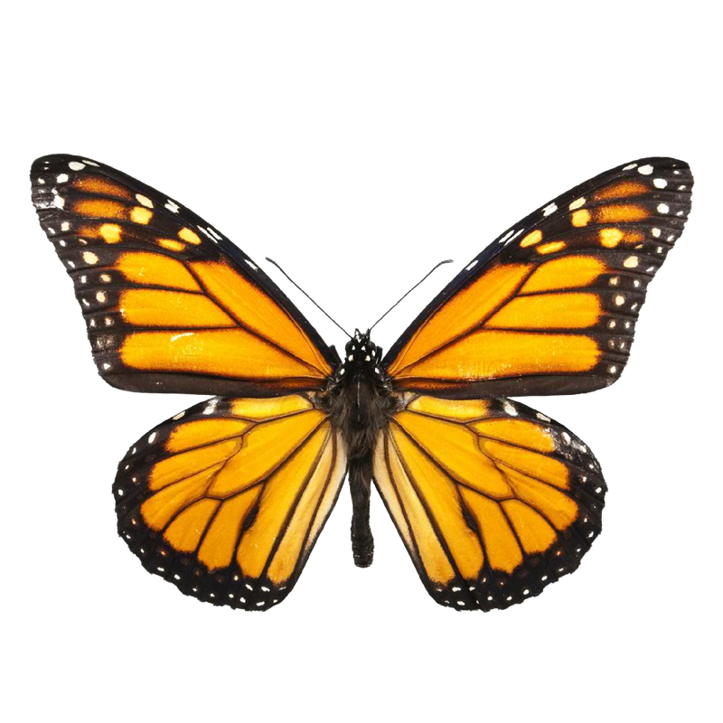 BUTTERFLY IMAGE.png