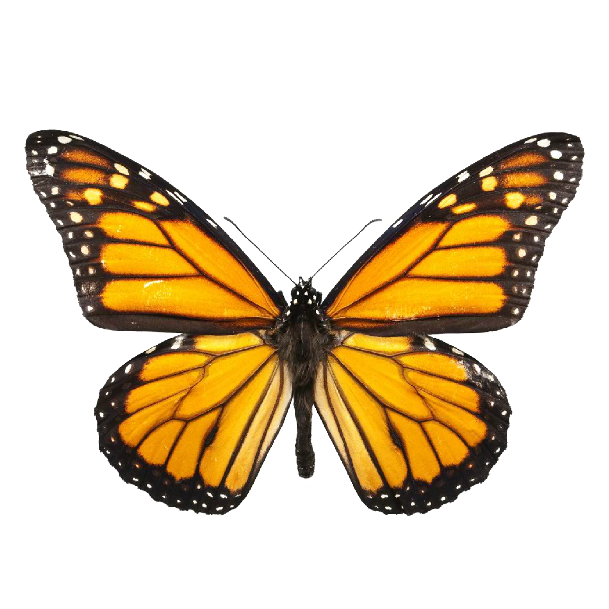 BUTTERFLY IMAGE.png