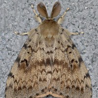 Gypsy Moth in Your Neighborhood